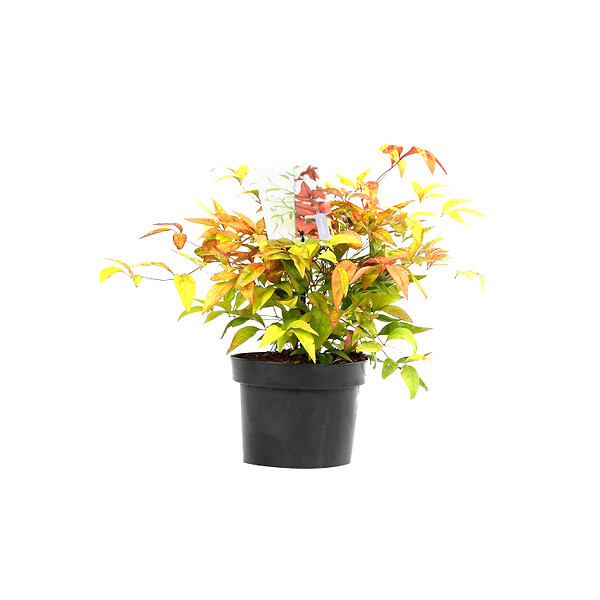 ARBORIX - 2 x Bambou sacré 'Firepower' - Nandina Domestica 'Firepower'  - 25-30 cm pot - large
