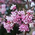 ARBORIX - Viorne d'hiver 'Dawn' - Viburnum Bodnantense 'Dawn'  - 60-80 cm pot - vignette