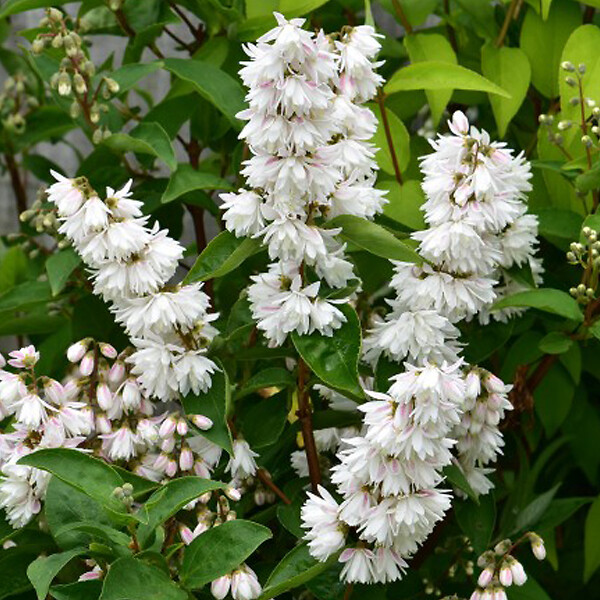 ARBORIX - 2 x Deutzia crenata - Deutzia crenata 'Pride Of Rochester'  - 60-80 cm pot - large