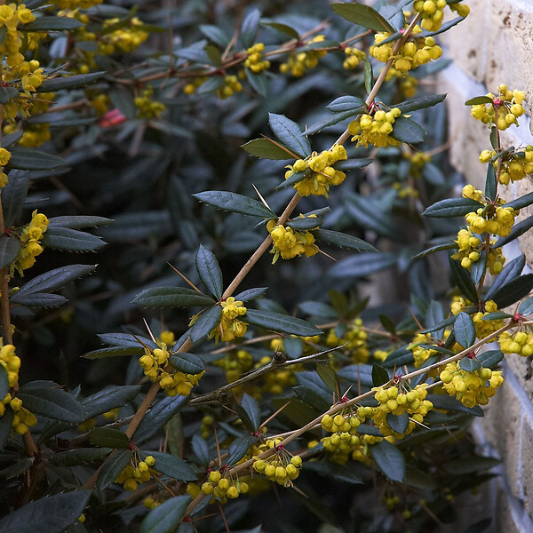 ARBORIX - 2 x Épine-vinette à feuilles - Berberis Julianae  - 30-40 cm pot - large