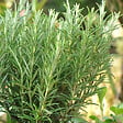 ARBORIX - 6 x Romarin officinal - Rosmarinus Officinalis  - godet 9cm x 9cm - vignette