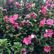 ARBORIX - Mauve en arbre 'Woodbridge' - Hibiscus Syriacus 'Woodbridge'  - 40-60 cm pot - vignette