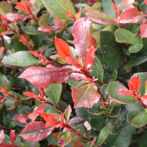 ARBORIX - 2 x Photinia fraseri 'Camilvy' - Photinia fraseri 'Camilvy'  - 40-60 cm pot - large