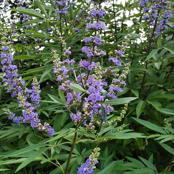 ARBORIX - 2 x Poivre de moine 'Latifolia' - Vitex agnus-castus  - 30-40 cm pot - large