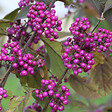 ARBORIX - 2 x Arbuste aux bonbons 'Profusion' - Callicarpa Bodinieri 'Profusion'  - 40-60 cm pot - vignette