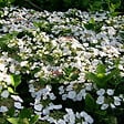 ARBORIX - 2 x Hortensia 'Teller White' - Hydrangea 'Teller White'  - 25-30 cm pot - vignette
