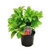 ARBORIX - 2 x Hortensia 'Teller Red' - Hydrangea 'Teller Red'  - 25-30 cm pot - vignette