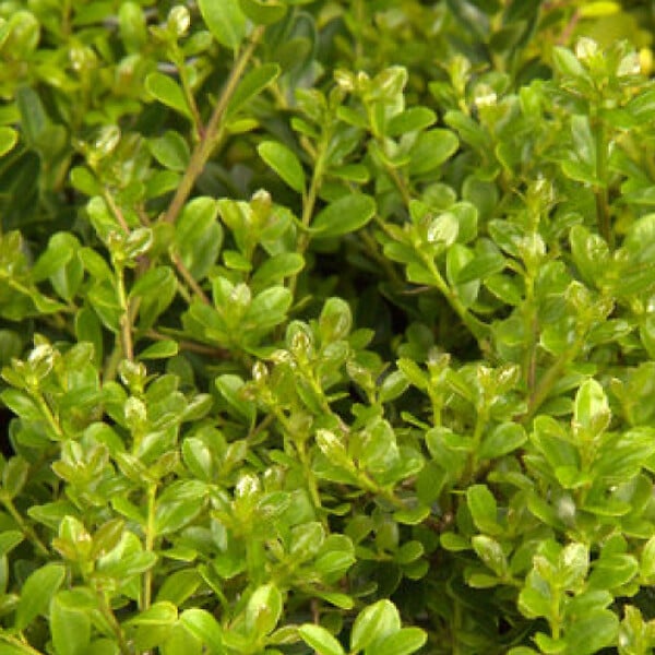 ARBORIX - 2 x Houx crénelé 'Green Hedge' - Ilex Crenata 'Green Hedge'  - 30-40 cm pot - large