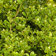 ARBORIX - 2 x Houx crénelé 'Green Hedge' - Ilex Crenata 'Green Hedge'  - 30-40 cm pot - vignette