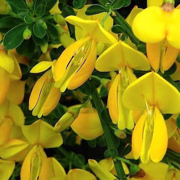 ARBORIX - 2 x Genêt 'Golden Sunlight' - Cytisus 'Golden Sunlight'  - 40-60 cm pot - large