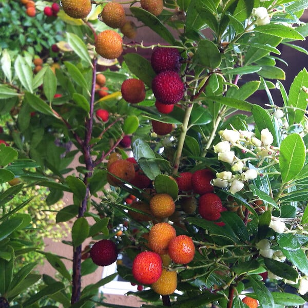 ARBORIX - Arbre à fraises - Arbutus unedo 'Compacta'  - 40-50 cm pot - large