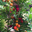 ARBORIX - Arbre à fraises - Arbutus unedo 'Compacta'  - 40-50 cm pot - vignette