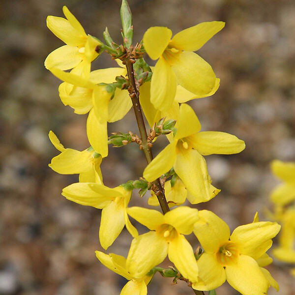 ARBORIX - 2 x Mimosa de Paris 'Lynwood' - Forsythia intermedia 'Lynwood'  - 50-60 cm pot - large