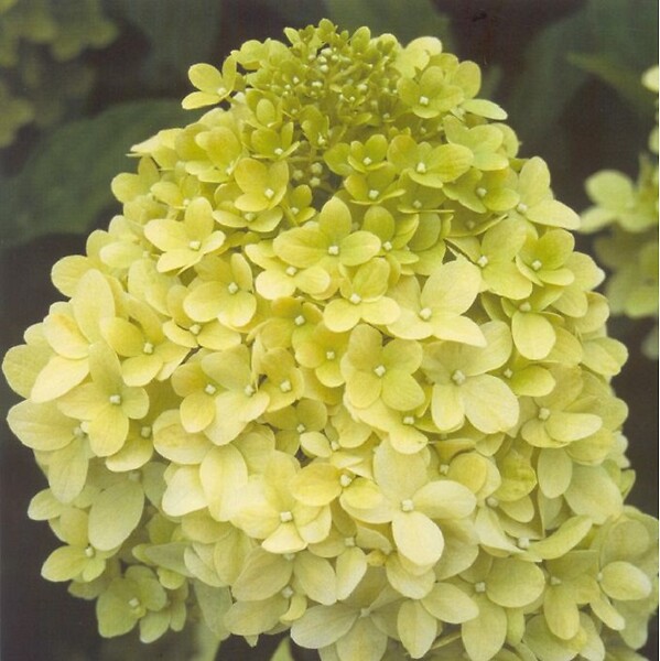ARBORIX - Hortensia paniculé 'Limelight' - Hydrangea Paniculata 'Limelight'  - 60-80 cm pot - large