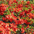 ARBORIX - 2 x Cognassier du Japon - Chaenomeles superba 'Fire Dance'  - 30-40 cm pot - vignette