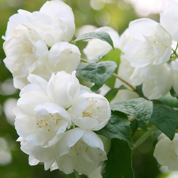 ARBORIX - 2 x Seringat 'Virginal' - Philadelphus 'Virginal'  - 50-60 cm pot - large