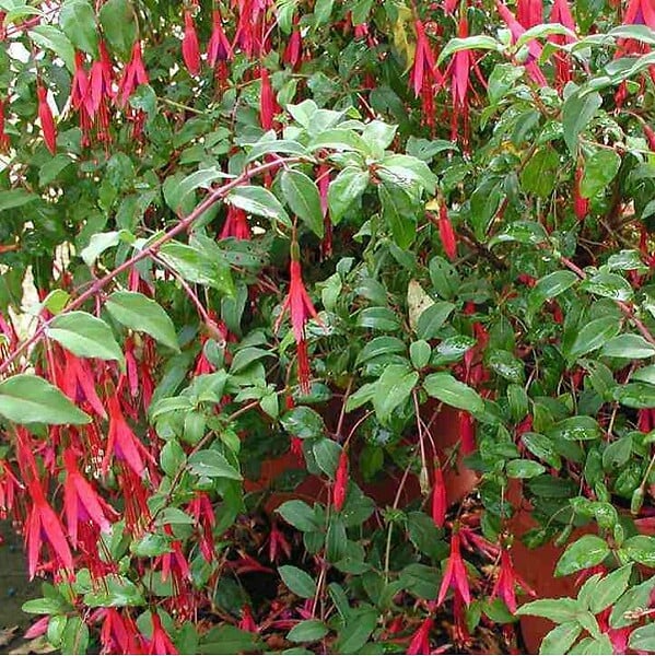 ARBORIX - 6 x Fuchsia de Magellan 'Riccartonii' - Fuchsia 'Riccartonii'  - godet 9cm x 9cm - large