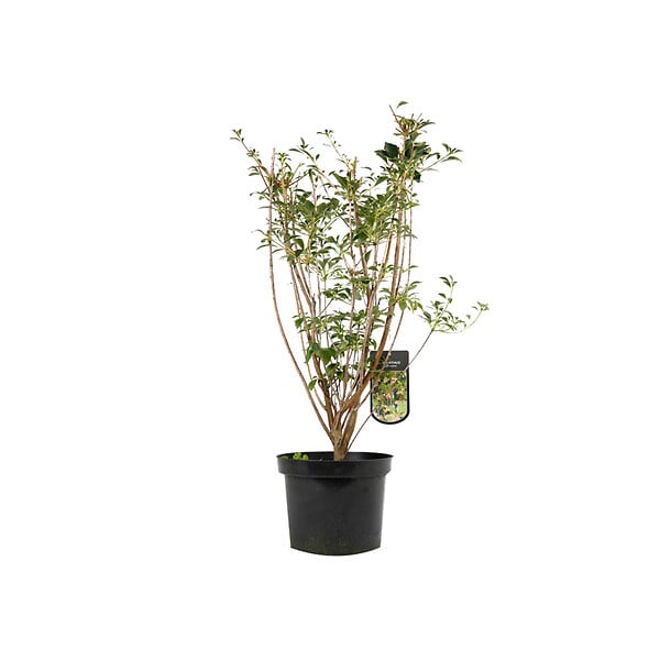 ARBORIX - Andromède campanulée - Enkianthus Campanulatus  - 40-50 cm pot - large