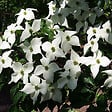 ARBORIX - Cornouiller du Japon - Cornus kousa 'Schmetterling'  - 50-60 cm pot - vignette