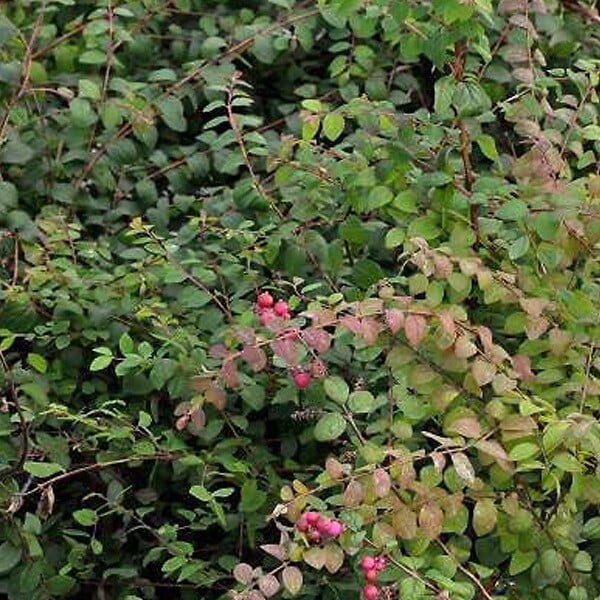 ARBORIX - 2 x Symphorine de Chenault 'Hancock' - Symphoricarpos Chenaultii 'Hancock'  - 50-60 cm pot - large