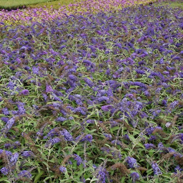 ARBORIX - 2 x Arbre aux papillons - Buddleja davidii 'Adonis Blue'  - 30-40 cm pot - large