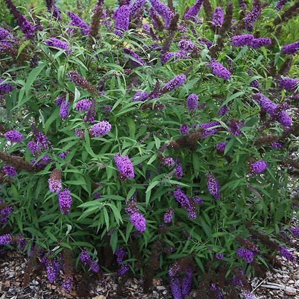 ARBORIX - 2 x Arbre aux papillons - Buddleja davidii 'Purple Emperor'  - 30-40 cm pot - large