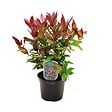 ARBORIX - Leucothoe fontanesiana (= 'Zeblid') - Leucothoe Scarletta (= 'Zeblid')  - 50-60 cm pot - vignette