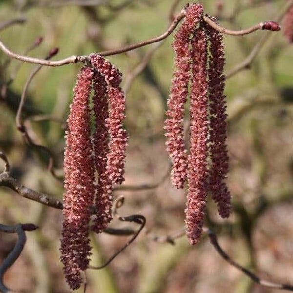 ARBORIX - Noisetier tortueux 'Red Majestic'® - Corylus avellana 'Red Majestic'  - 30-40 cm pot - large