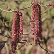 ARBORIX - Noisetier tortueux 'Red Majestic'® - Corylus avellana 'Red Majestic'  - 30-40 cm pot - vignette