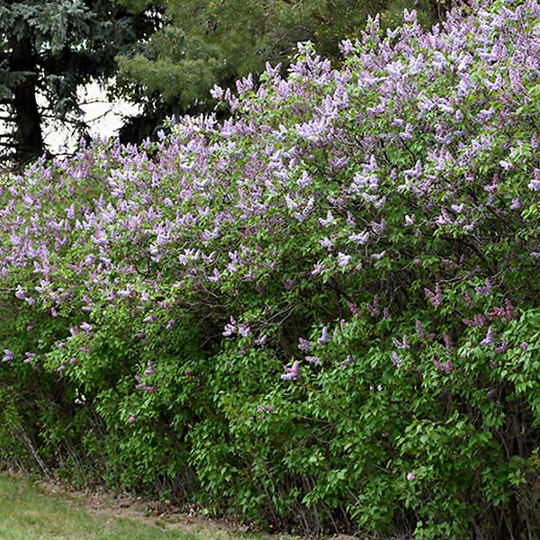 ARBORIX - Lilas commun 'Katherine Havemeyer' - Syringa vulgaris 'Katherine Havemeyer'  - 40-60 cm pot - large