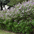 ARBORIX - Lilas commun 'Katherine Havemeyer' - Syringa vulgaris 'Katherine Havemeyer'  - 40-60 cm pot - vignette