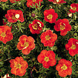 ARBORIX - 2 x Potentille arbustive 'Red Ace' - Potentilla Fruticosa 'Red Ace'  - 25-30 cm pot - vignette