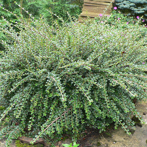 ARBORIX - 2 x Cotonéaster rampant - Cotoneaster Horizontalis  - 30-40 cm pot - large