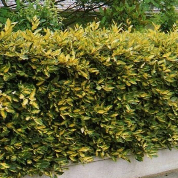 ARBORIX - 2 x Chalef piquant 'Maculata' - Elaeagnus Pungens 'Maculata'  - 30-40 cm pot - large