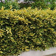 ARBORIX - 2 x Chalef piquant 'Maculata' - Elaeagnus Pungens 'Maculata'  - 30-40 cm pot - vignette