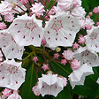 ARBORIX - Laurier Américain - Kalmia latifolia  - 25-30 cm pot - vignette