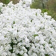 ARBORIX - 2 x Voiles de mariée 'The Bride' - Exochorda 'The Bride'  - 50-60 cm pot - vignette