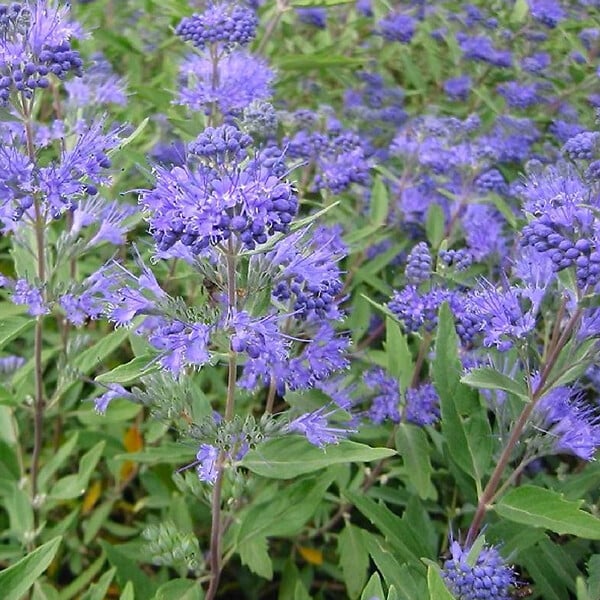 ARBORIX - 2 x Spirée bleue 'Heavenly Blue' - Caryopteris Clandonensis 'Heavenly Blue'  - 40-50 cm pot - large