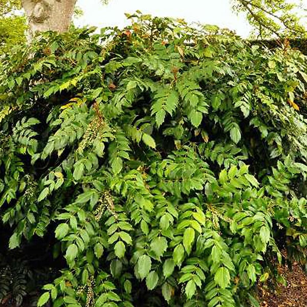 ARBORIX - Mahonia du Japon 'Hivernant' - Mahonia japonica 'Hivernant'  - 50-60 cm pot - large
