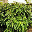 ARBORIX - Mahonia du Japon 'Hivernant' - Mahonia japonica 'Hivernant'  - 50-60 cm pot - vignette