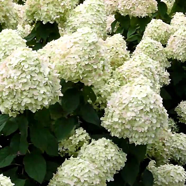 ARBORIX - 2 x Hortensia de Virginie - Hydrangea arborescens 'Grandiflora'  - 30-50 cm pot - large