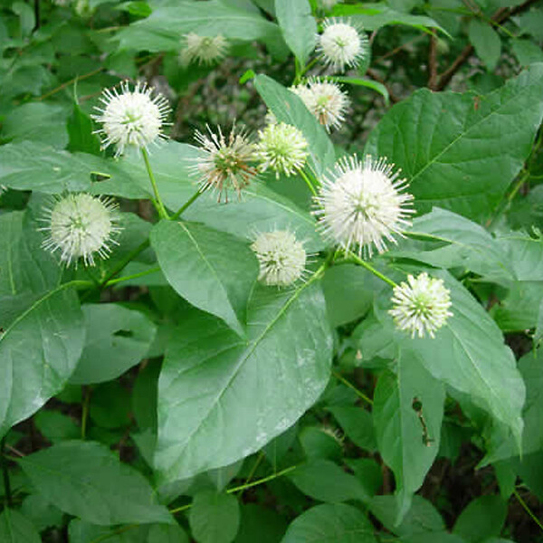 ARBORIX - 2 x Bois-bouton - Cephalanthus occidentalis  - 30-40 cm pot - large