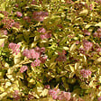ARBORIX - 2 x Spirée Japonaise 'Gold Mound' - Spiraea japonica 'Goldmound'  - 25-30 cm pot - vignette