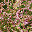 ARBORIX - 2 x Tamaris de printemps - Tamarix Tetrandra  - 60-80 cm pot - vignette