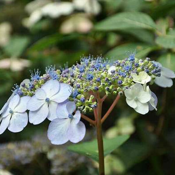 ARBORIX - 2 x Hortensia 'Bluebird' - Hydrangea serrata 'Bluebird'  - 25-30 cm pot - large