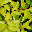 ARBORIX - 2 x Cornouiller blanc 'Aurea' - Cornus alba 'Aurea'  - 60-80 cm pot - vignette
