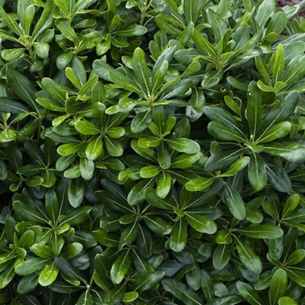 ARBORIX - Pittosporum tobira 'Nanum' - Pittosporum Tobira 'Nanum'  - 25-30 cm pot - large