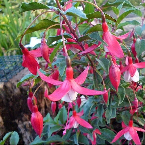 ARBORIX - 6 x Fuchsia 'Madame Cornelissen' - Fuchsia 'Madame Cornelissen'  - godet 9cm x 9cm - large