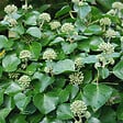 ARBORIX - 2 x Lierre commun 'Arbori Compact' - Hedera helix 'Arbori Compact'  - 20-25 cm pot - vignette