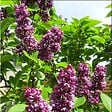 ARBORIX - Lilas commun - Syringa vulgaris 'Charles Joly'  - 40-60 cm pot - vignette
